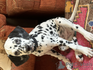 Photo №1. dalmatian dog - for sale in the city of Tashkent | 150$ | Announcement № 63553
