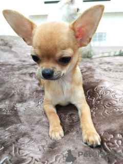 Photo №1. chihuahua - for sale in the city of Sochi | negotiated | Announcement № 8835