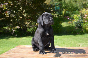 Photo №2 to announcement № 7752 for the sale of cane corso - buy in Russian Federation private announcement
