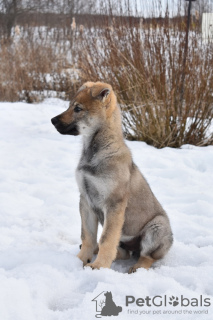 Photo №2 to announcement № 9721 for the sale of czechoslovakian wolfdog - buy in Russian Federation private announcement