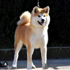 Photo №1. akita - for sale in the city of Beška | Is free | Announcement № 132179