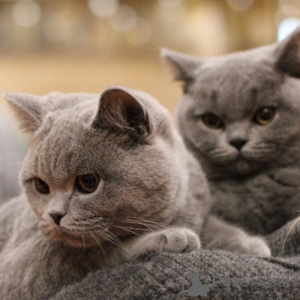 Photo №2 to announcement № 167672 for the sale of british shorthair - buy in Germany private announcement, breeder