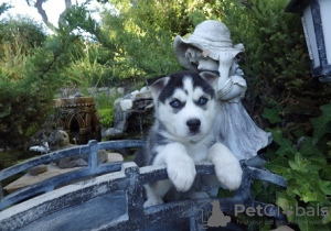 Photo №3. Blue Eyes Siberian Husky Puppies. United States