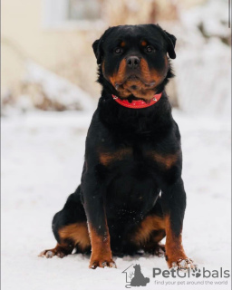 Additional photos: Rottweiler puppies