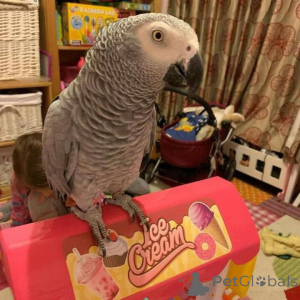 Photo №1. karelo-finnish laika, kavapu, kerry blue terrier, kromfohrlander - for sale in the city of Cairns | negotiated | Announcement № 145250