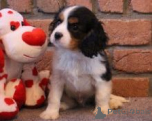 Photo №1. cavalier king charles spaniel - for sale in the city of Degerfors | negotiated | Announcement № 55331