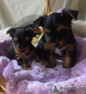 Photo №1. yorkshire terrier - for sale in the city of Cospicua | 792$ | Announcement № 109551