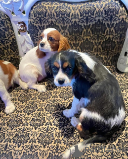 Photo №2 to announcement № 116202 for the sale of cavalier king charles spaniel - buy in Germany 