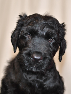 Photo №3. Puppies for sale Russian Black Terrier.. Russian Federation