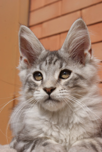 Photo №2 to announcement № 6332 for the sale of maine coon - buy in Russian Federation from nursery