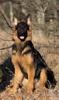 Photo №1. german shepherd - for sale in the city of Kursk | 311$ | Announcement № 4144