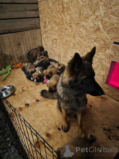 Photo №1. spanish alaunt - for sale in the city of BELFAST | 392$ | Announcement № 166432