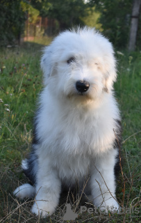 Photo №2 to announcement № 7351 for the sale of bobtail - buy in Ukraine from nursery