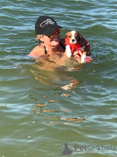 Photo №1. Cavalier king Charles spaniel puppies for sale in the city of Altoona. Price - 450$. Announcement № 164769