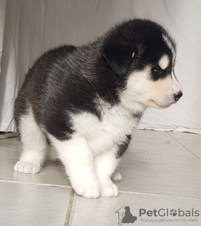 Photo №2 to announcement № 18642 for the sale of siberian husky - buy in Netherlands private announcement, breeder