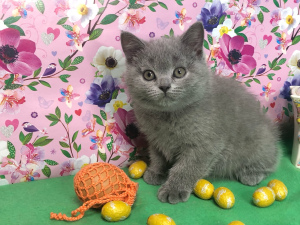 Photo №1. british shorthair - for sale in the city of Samara | 327$ | Announcement № 6327