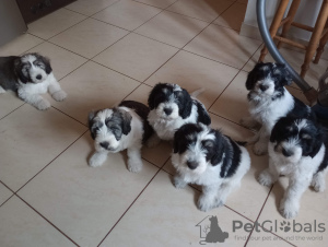 Additional photos: Puppy Polish Lowland Sheepdog Puppy - Polish Lowland Sheepdog FCI