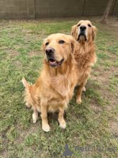 Photo №1. golden retriever - for sale in the city of Amsterdam | 1032$ | Announcement № 162432