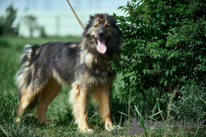 Photo №1. non-pedigree dogs - for sale in the city of Москва | Is free | Announcement № 111121