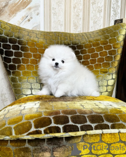 Photo №4. I will sell pomeranian in the city of Munich. private announcement - price - 470$