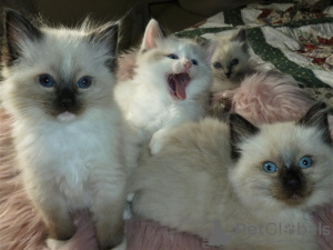 Photo №4. I will sell ragdoll in the city of Berlin. private announcement, from nursery - price - 475$