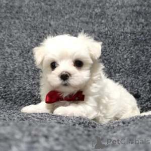 Photo №2 to announcement № 171674 for the sale of maltese dog - buy in France private announcement