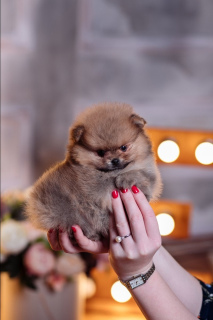Photo №2 to announcement № 3843 for the sale of pomeranian - buy in Russian Federation breeder