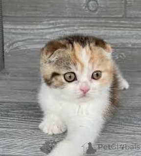 Photo №3. Schattige Scottish Fold kittens zoeken een nieuw thuis.. Belgium