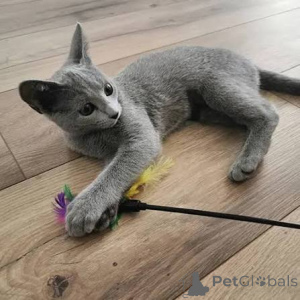Photo №2 to announcement № 173427 for the sale of russian blue - buy in Ireland private announcement, breeder
