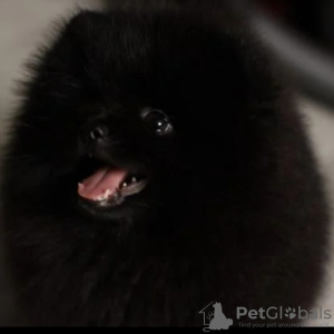 Photo №2 to announcement № 9529 for the sale of pomeranian - buy in Russian Federation breeder