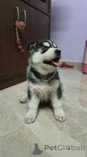 Photo №2 to announcement № 164162 for the sale of siberian husky - buy in Belgium private announcement, breeder