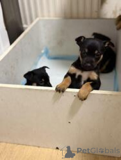 Photo №2 to announcement № 168829 for the sale of australian kelpie - buy in Australia breeder