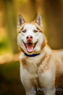 Photo №1. siberian husky - for sale in the city of Москва | Is free | Announcement № 120233