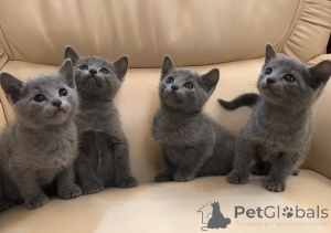 Photo №1. russian blue - for sale in the city of Anderlecht | negotiated | Announcement № 156684