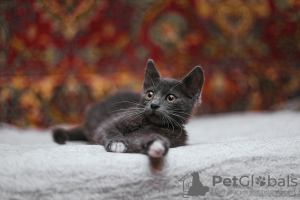 Additional photos: Smoky kitten Funtik is looking for a home!
