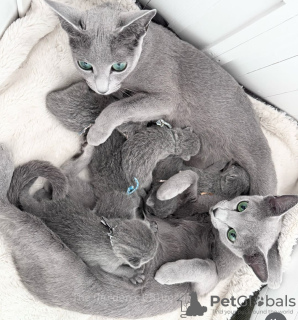 Photo №1. russian blue - for sale in the city of Калифорния Сити | negotiated | Announcement № 116746