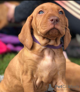 Photo №2 to announcement № 105194 for the sale of vizsla - buy in Germany breeder