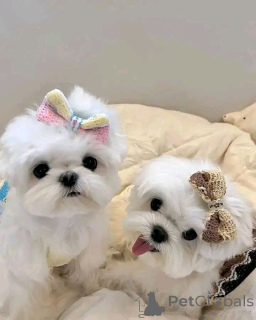 Photo №1. maltese dog - for sale in the city of Berlin | 361$ | Announcement № 160059