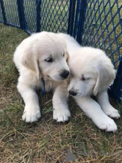 Photo №4. I will sell english springer spaniel in the city of Wolfsburg. private announcement, from nursery, breeder - price - 211$