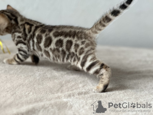 Photo №4. I will sell bengal cat in the city of Флоренция. private announcement, from nursery, breeder - price - negotiated