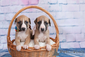 Photo №3. Whippet puppies.. Russian Federation