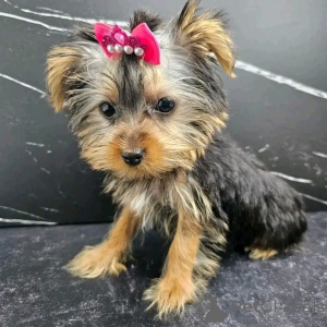 Photo №2 to announcement № 138050 for the sale of yorkshire terrier - buy in Spain breeder