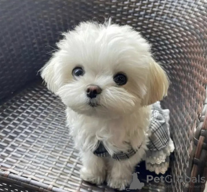 Photo №2 to announcement № 99739 for the sale of maltese dog - buy in Germany breeder