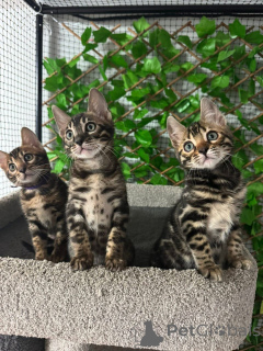 Photo №2 to announcement № 152629 for the sale of bengal cat - buy in Switzerland private announcement