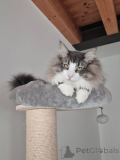 Photo №2 to announcement № 169106 for the sale of norwegian forest cat - buy in Finland private announcement