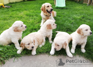 Photo №1. golden retriever - for sale in the city of St. Petersburg | negotiated | Announcement № 10106