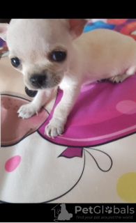 Photo №4. I will sell chihuahua in the city of Belgrade. breeder - price - negotiated