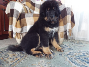 Photo №2 to announcement № 3543 for the sale of tibetan mastiff - buy in Russian Federation from nursery, breeder