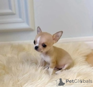 Photo №1. chihuahua - for sale in the city of Vienna | 413$ | Announcement № 160996