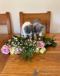Photo №2 to announcement № 153214 for the sale of british shorthair - buy in Germany 